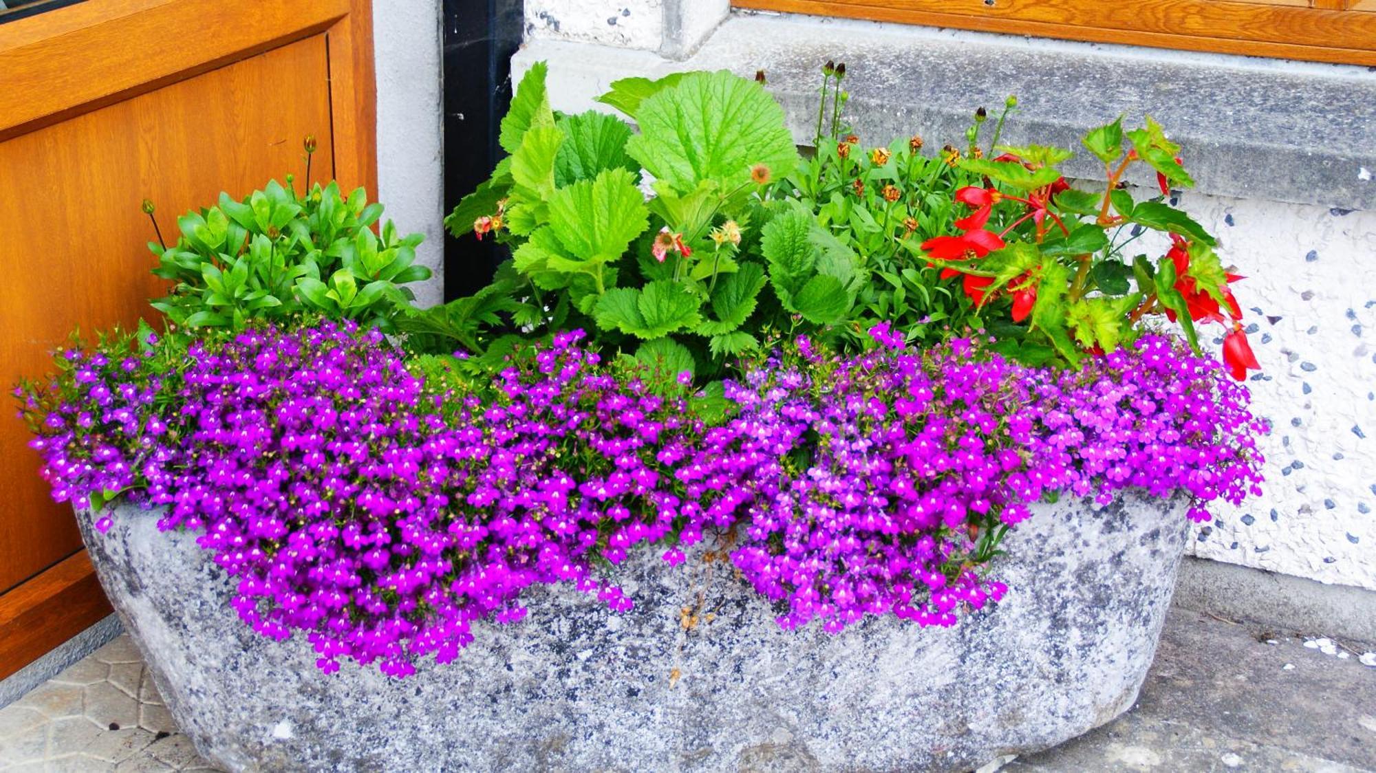 Rockville House B&B Cashel  Zewnętrze zdjęcie